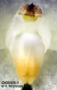 Bulbophyllum laxiflorum  (2)